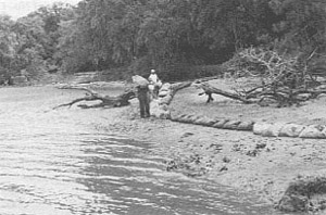 (photo) Figure 1. Shoreline stabilization test area.