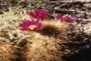 Howe's Hedgehog Cactus; Photo Copyright 1989 Wolfgang Blum