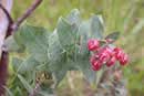 Morro Manzanita; Photo Copyright 2002 Dean Wm. Taylor