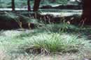 San Luis Obispo Sedge; Photo Copyright 1981 California Native Plant Society