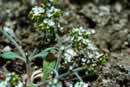 Prickly Spineflower; Photo Copyright 1982 California Native Plant Society