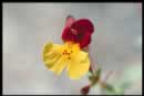 Kelso Creek Monkeyflower; Photo Copyright 2001 Steve Schoenig