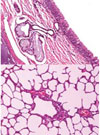 Experimental Infection of Dogs with Avian-Origin Canine Influenza Virus (H3N2)