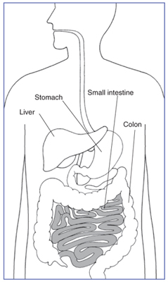 Drawing of the digestive system with the small intestine highlighted and the stomach, liver, small intestine, and colon labeled.