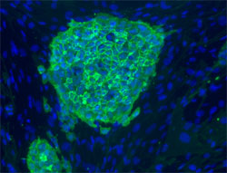 SSEA-4 stain image of cell line BG01(1)