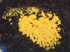 Slime Mold