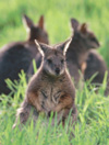 Wallaby