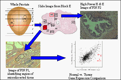 Data Flow Diagram