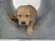 Photo of a Labrador Puppy