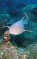 Nurse shark