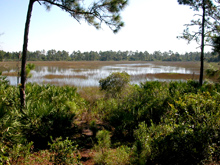 wetland