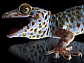 A gecko sits atop a glass surface in this image from the NIRT laboratory.