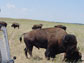 bison herd