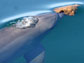 Photo of a dolphin carrying a sponge