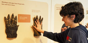 Photo of boy sizing up his hand with that of a gorilla's in Penn Museum's new interactive exhibition