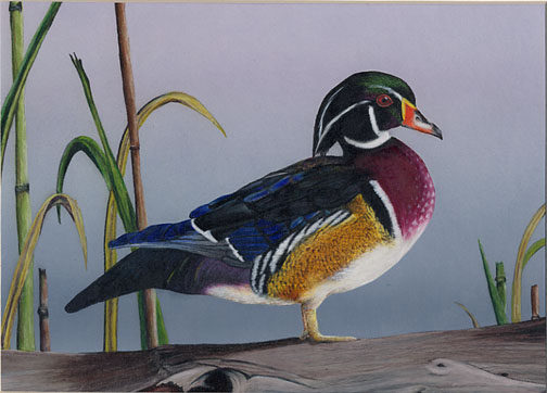 A Group Three Junior Duck Stamp Contest Entry. 