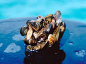 Zebra Mussel Clump