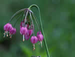 Nodding onion.