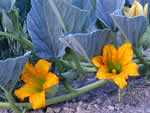 Missouri gourd.