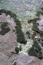 Xanthoparmelia sp. on a rock with a moss.