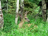 mule deer lying down in an aspen grove.