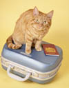 Cat sitting on a suitcase