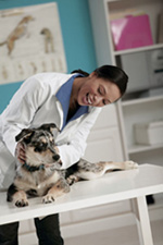 Vet examining a dog