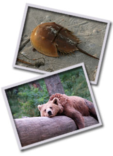 Photos: Horseshoe Crab on Beach; Brown Bear Laying on Fallen Tree