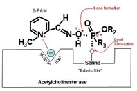 How 2-PAM Works at the Molecular Level