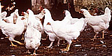 Photo of chickens