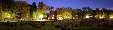 A herd of elk silhouetted by lights from houses.