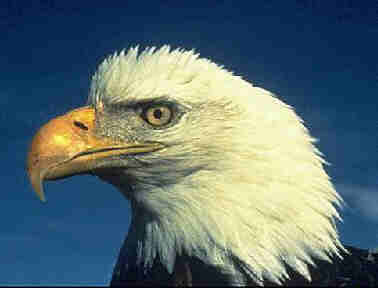 bald eagle