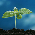 Sprout Image