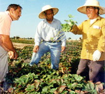 Farm Advisor Richard Molinar, Field Assistant Michael Yang, and farmer Ka Neng Vang