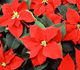 red Poinsettia