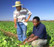 Researchers with field crop.