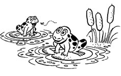 Two frogs on lily pads