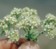 Hairy Whitetop