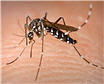 Aedes mosquito