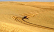 grain field during harvest