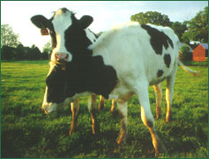 Cows