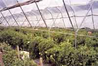 Haygrove tunnels with tomatoes.