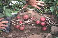 Potatoes under plastic mulch.