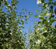 [photo:] Poplar energy crops grown for biomass and used for waste water reuse and recycling. 