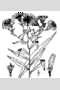 View a larger version of this image and Profile page for Symphyotrichum novi-belgii (L.) G.L. Nesom var. novi-belgii