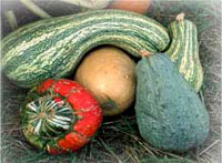 Squash