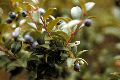 View a larger version of this image and Profile page for Vaccinium ovatum Pursh