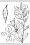 View a larger version of this image and Profile page for Baptisia australis (L.) R. Br.