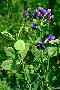 View a larger version of this image and Profile page for Baptisia australis (L.) R. Br.