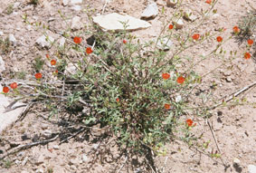 Gierisch mallow. Credit: USFWS